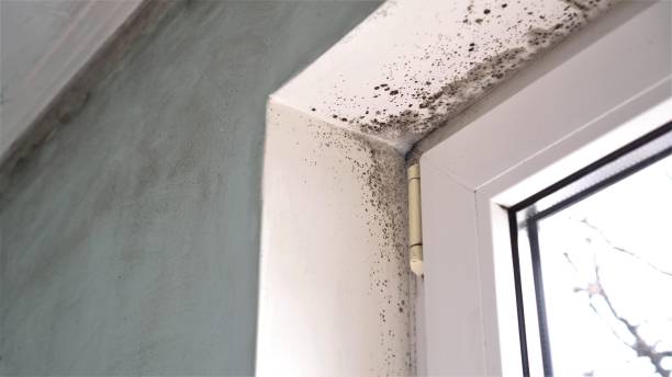 Best Kitchen Mold Remediation in Vista, CA