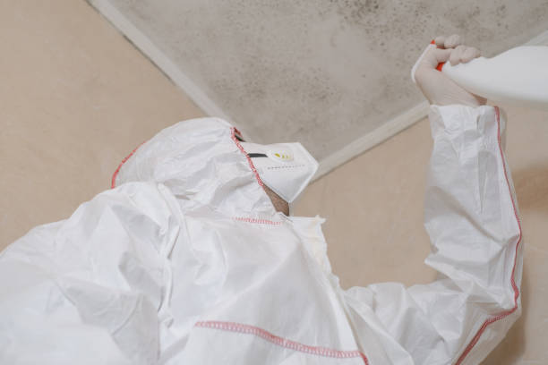 Best Basement Mold Remediation in Vista, CA