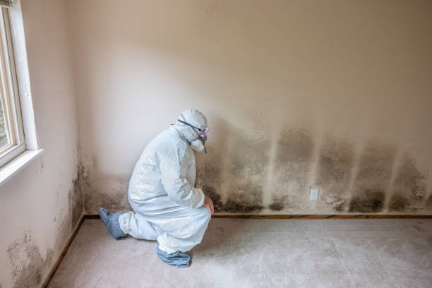  Vista, CA Mold Removal Pros