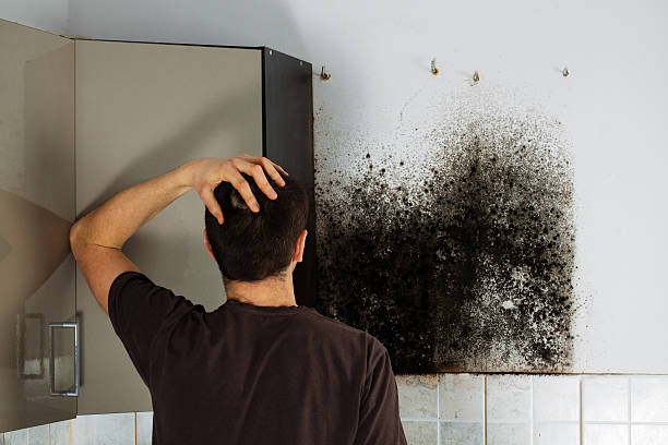 Best Bathroom Mold Remediation in Vista, CA