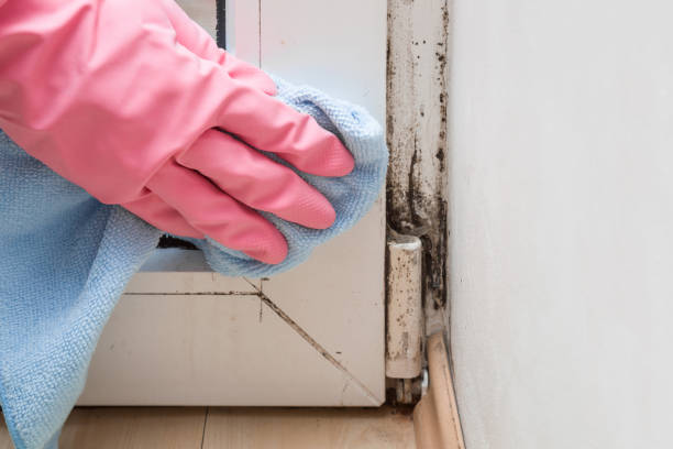 Best White Mold Remediation in Vista, CA
